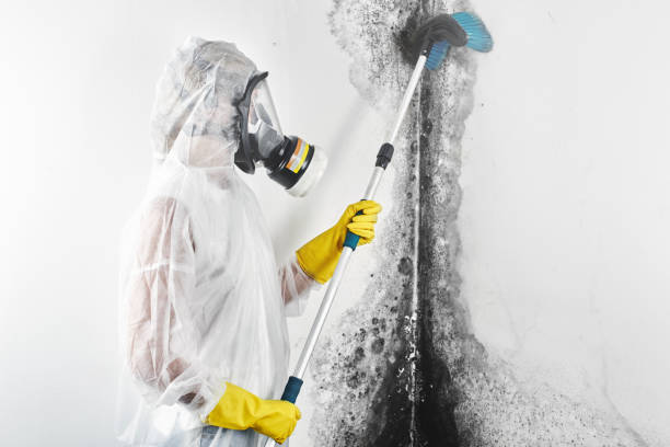 Asbestos and Lead Testing During Mold Inspection in Twin Falls, ID
