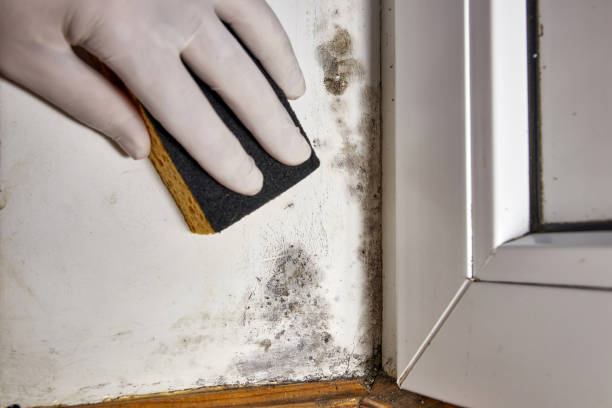 Best Asbestos and Lead Testing During Mold Inspection  in Twin Falls, ID